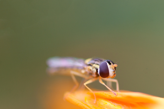 Schwebfliege