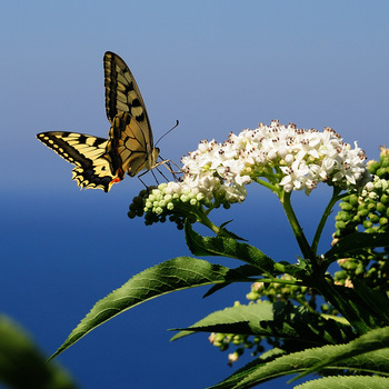 Schmetterling am Pillion