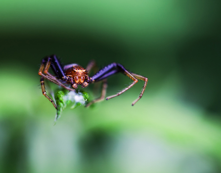 Spinne