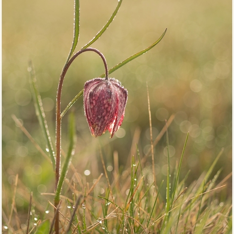 Schachbrettblume