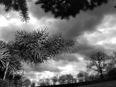 Black & White Nature