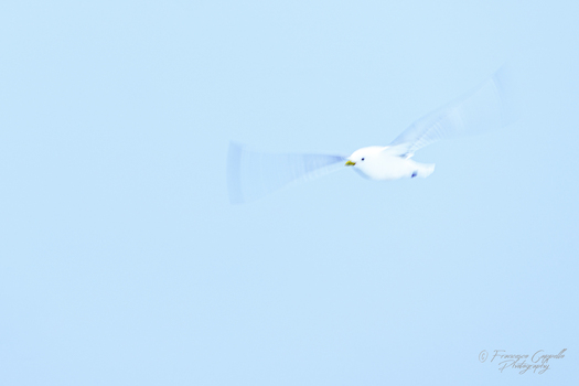 flying