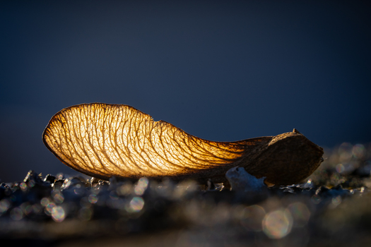 Blatt II