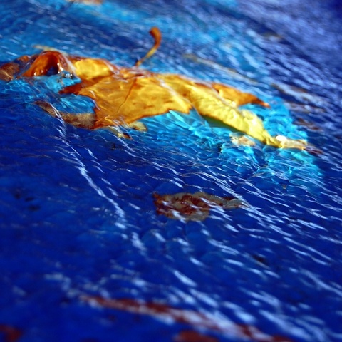 Blatt im Wasser