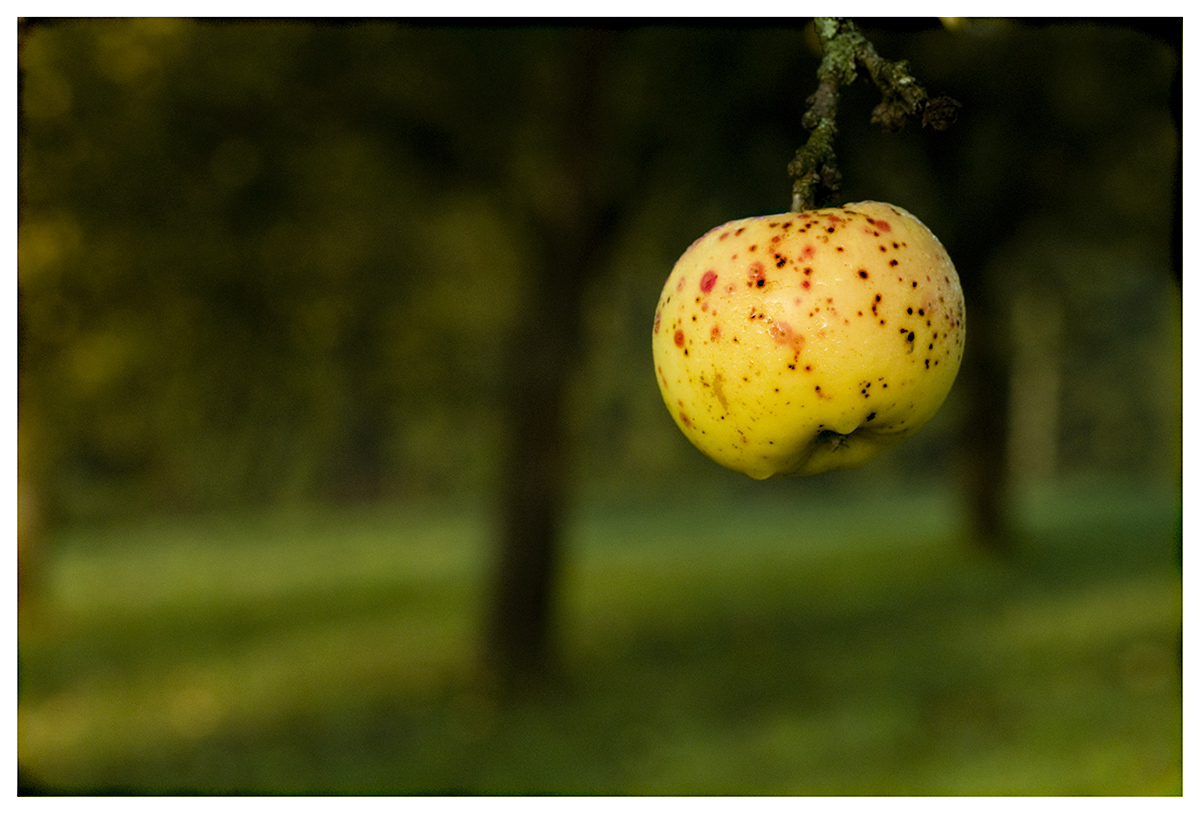 Apfel im Mostviertel
