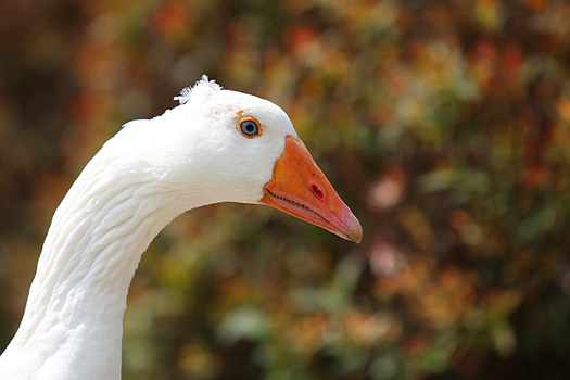 Gans