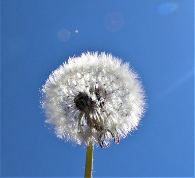 Rund? Pusteblume!