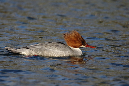 Gänsesäger (Weibchen)