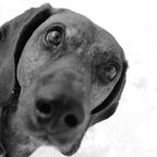 Fenris the dog part I (come closer)