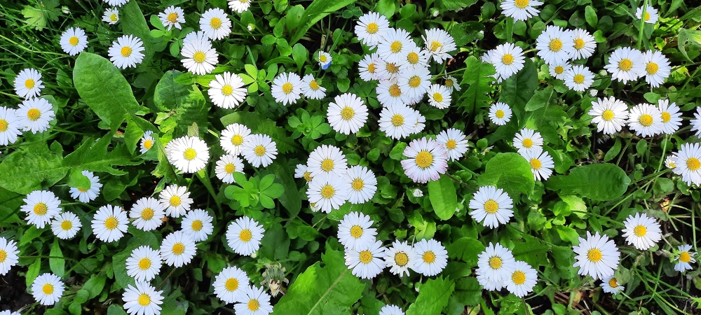 Lovely Daisys...