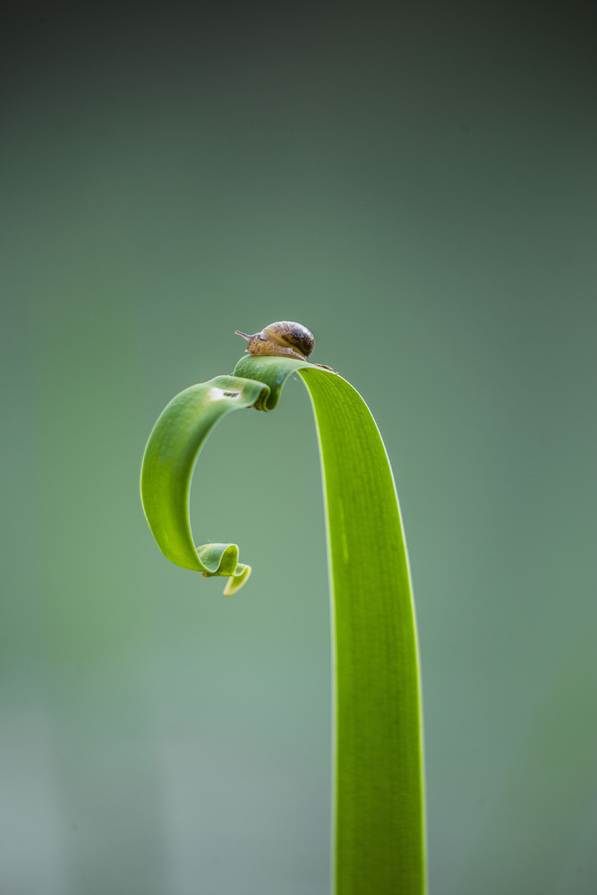 Schnecke