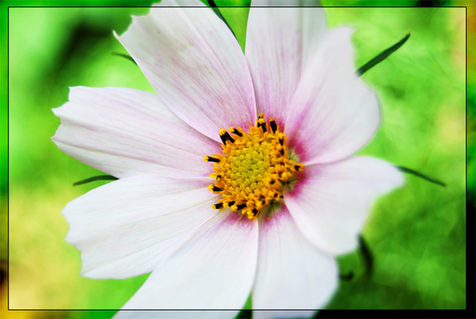 Flowerpower2
