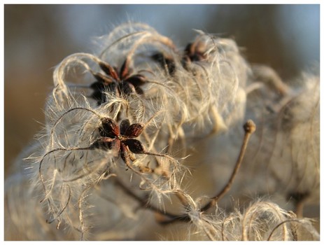 Samen