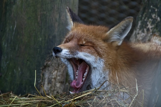 Fuchs II