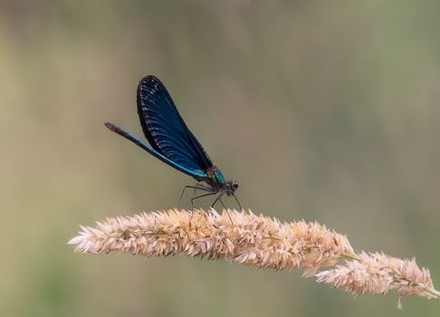 Blaue Libelle