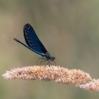 Blaue Libelle
