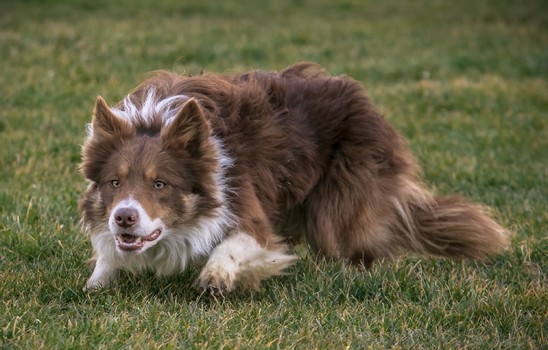 working sheepdog