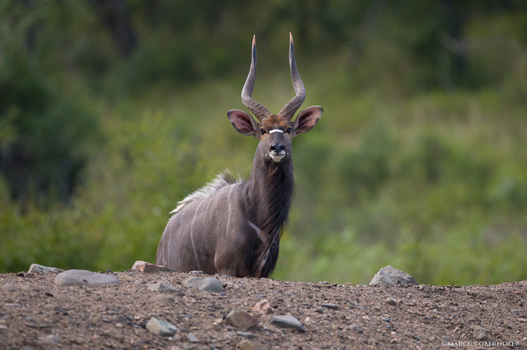 Afrika #2 - Nyalabock am Wasserloch