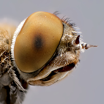 Fliege #2