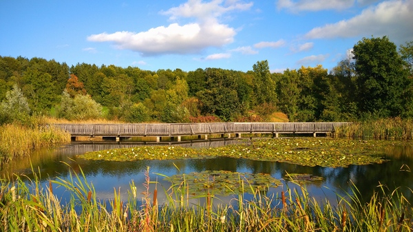 Teich in Herbststimmung