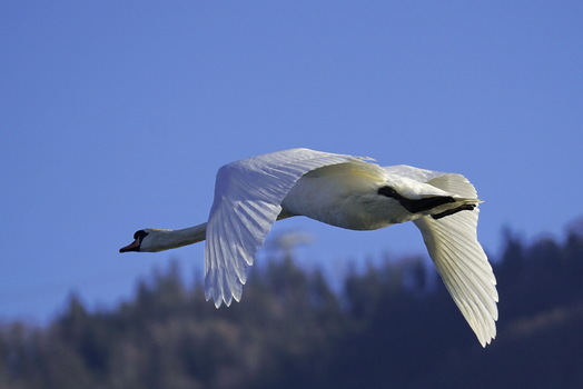 Höckerschwan