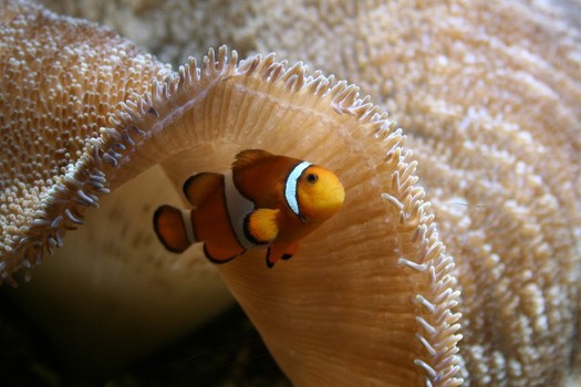 Nemo