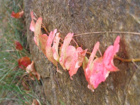 Herbst