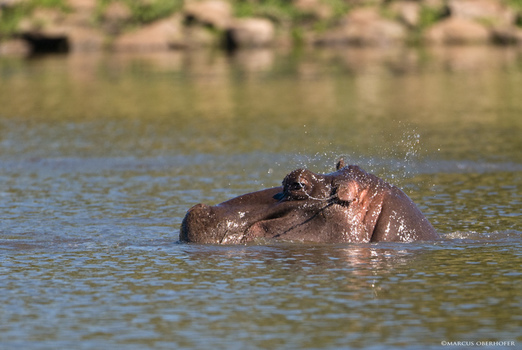 Afrika #6 - Hippo