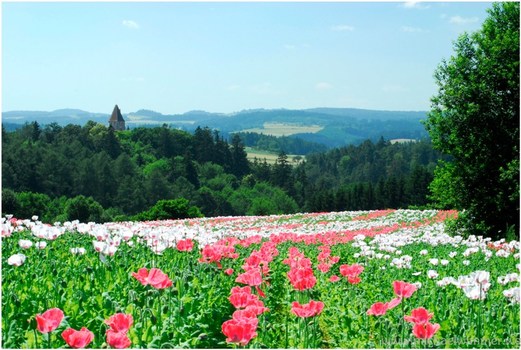 Mohn 3