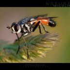 Fliege