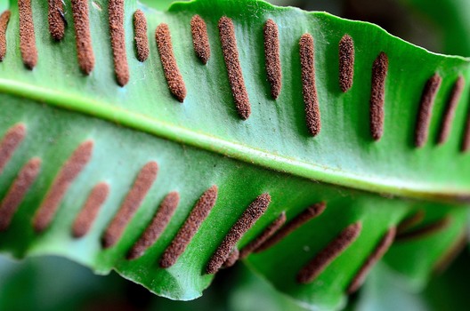 Hirschzungenfarn (Asplenium scolopendrium)