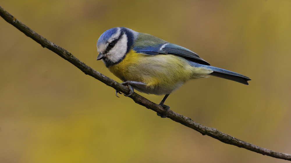 Blaumeise
