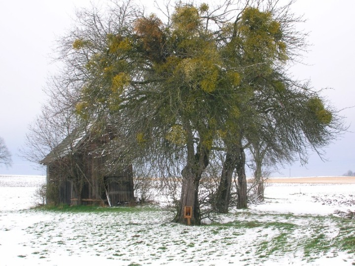 Letzter Schnee ????