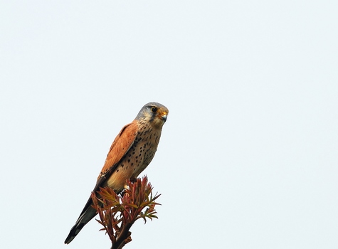 Turmfalke (Falco tinnunculus)