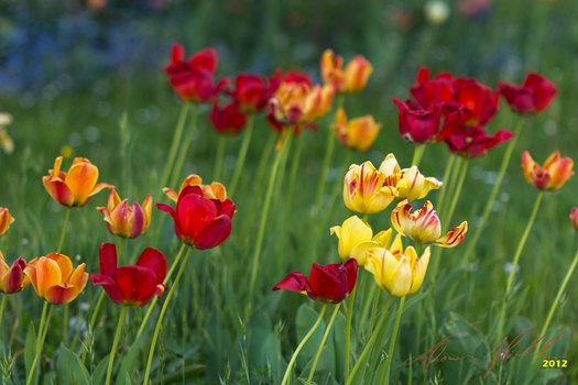 Tulpen
