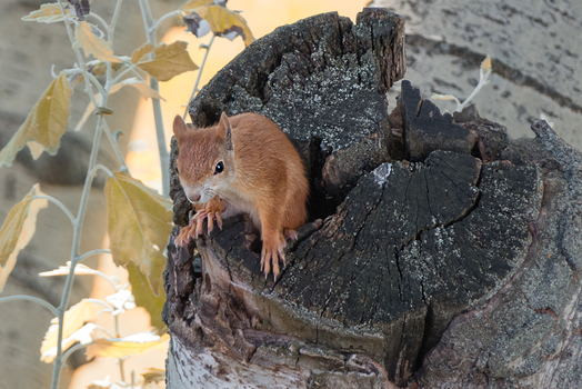 Eichhörnchen Schnappschuss 2