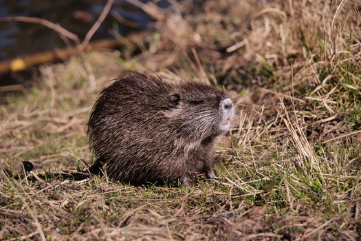 Nutria