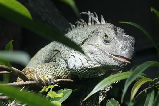 Leguan