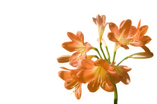 Clivia Miniata