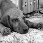 Fenris, sichtlich ermüdet