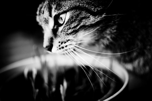 Katze