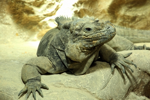 Nashornleguan