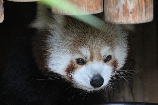 roter Panda