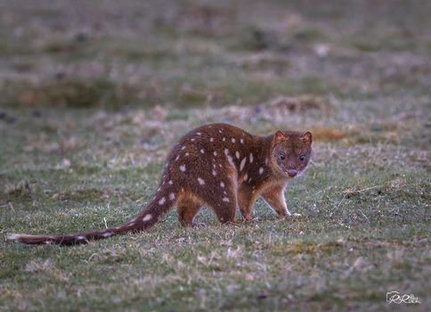 Beutelmarder