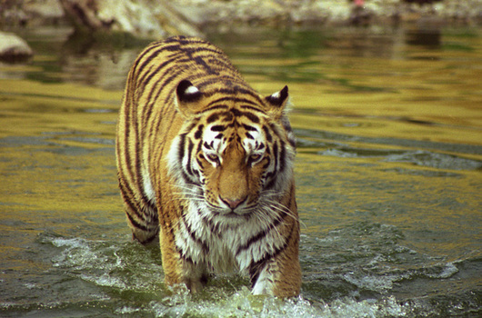 tiger.jpg