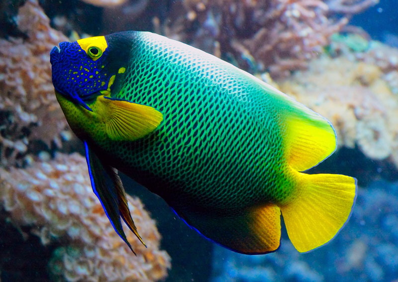 Kaiserfisch