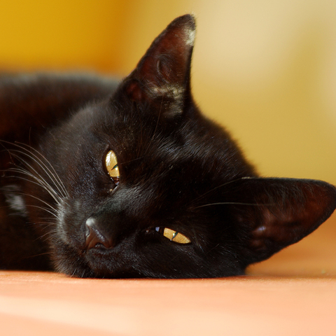 Katze