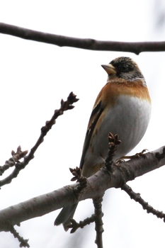 Gartenvogel139