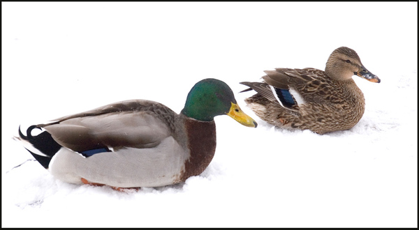 Enten im Schnee
