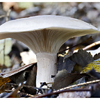 Schwammerl im November